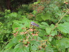 Neoitamus flavofemoratus