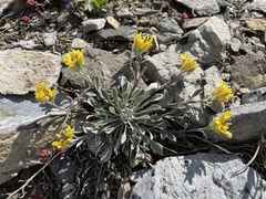 Physaria occidentalis occidentalis