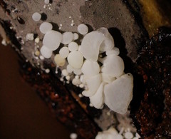 Physalacria australiensis