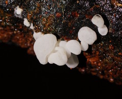 Physalacria australiensis