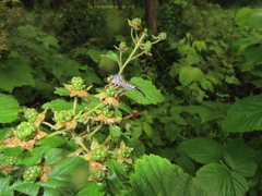 Neoitamus flavofemoratus