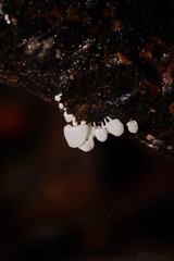 Physalacria australiensis