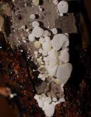 Physalacria australiensis