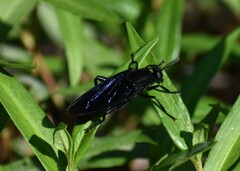 Mydas clavatus