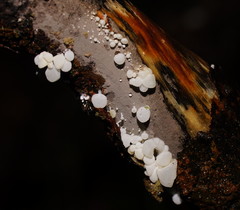 Physalacria australiensis