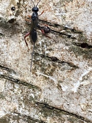 Helconidea ruspator