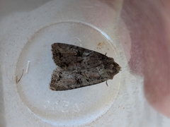 Apterogenum ypsillon