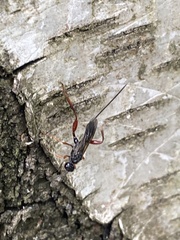 Helconidea ruspator