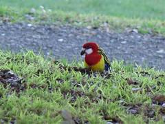 Platycercus eximius eximius