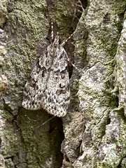 Scoparia basistrigalis