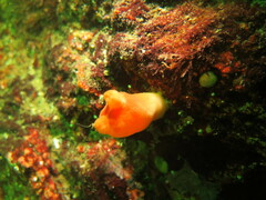 Halocynthia aurantium