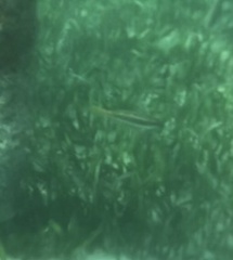 Halichoeres bivittatus