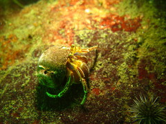 Elassochirus tenuimanus