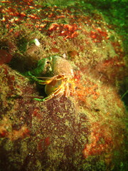 Elassochirus tenuimanus