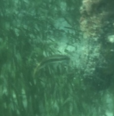 Halichoeres bivittatus