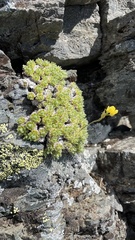 Draba pterosperma