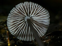 Mycena fuscovinacea