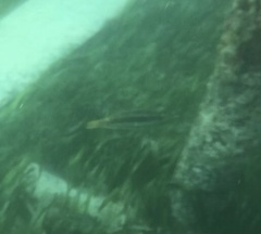 Halichoeres bivittatus