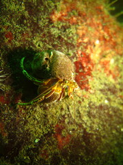 Elassochirus tenuimanus