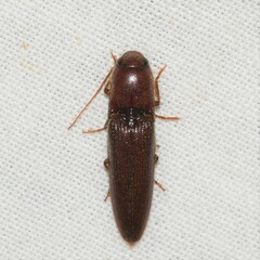Dicrepidius palmatus