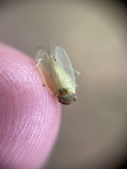 Iassus lanio