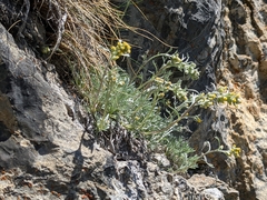 Artemisia umbelliformis