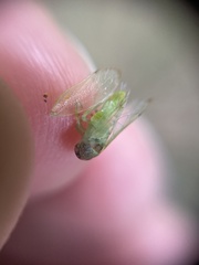 Iassus lanio