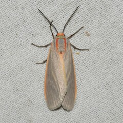 Pygarctia abdominalis