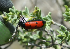 Mylabris quadripunctata