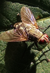 Microphthalma europaea