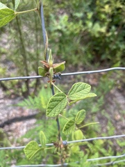 Rhynchosia tomentosa