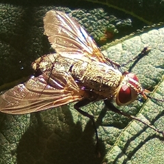 Microphthalma europaea