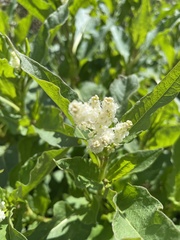 Koenigia phytolaccifolia