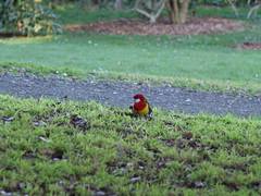 Platycercus eximius eximius