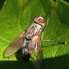 Microphthalma europaea