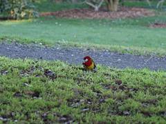 Platycercus eximius eximius