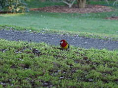 Platycercus eximius eximius