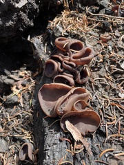 Plicaria endocarpoides