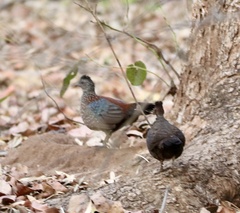 Galloperdix lunulata