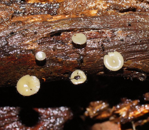 Hymenotorrendiella clelandii image