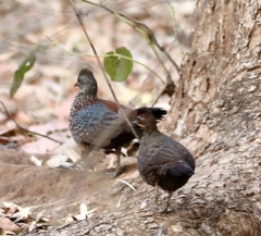 Galloperdix lunulata