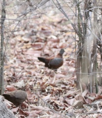 Galloperdix lunulata