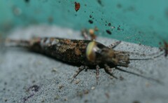 Lepismachilis notata