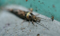 Lepismachilis notata