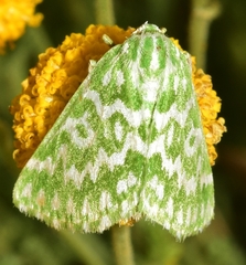 Thetidia plusiaria