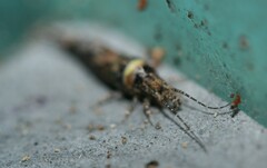 Lepismachilis notata