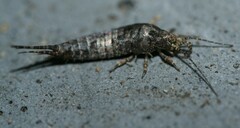 Lepismachilis notata