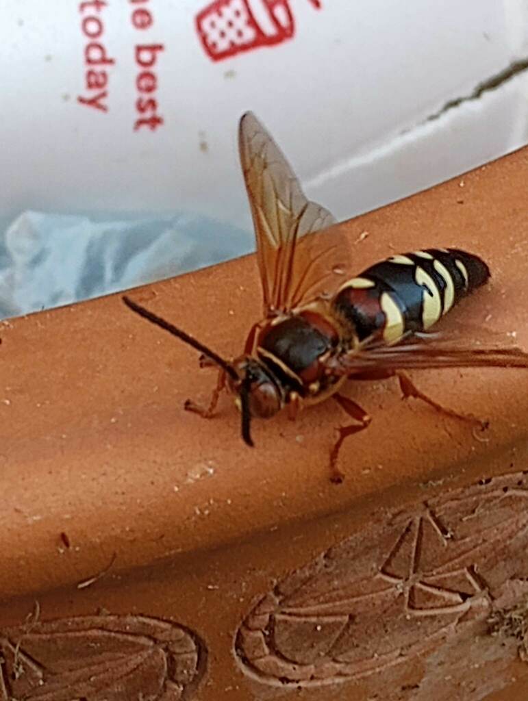 Pacific Cicada Killer