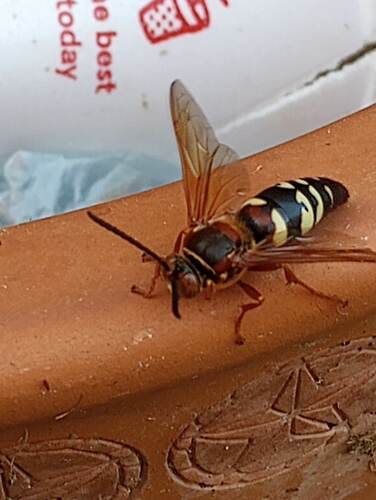 Pacific Cicada Killer