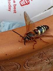Sphecius